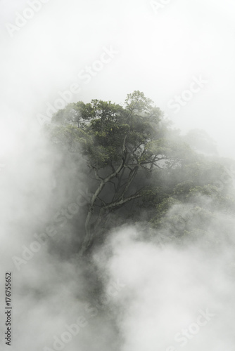 Tropical forest with fog in...