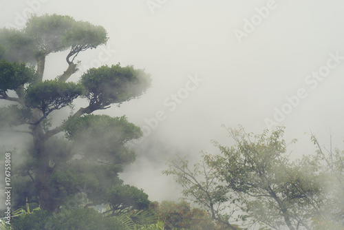 Tropical forest with fog in...