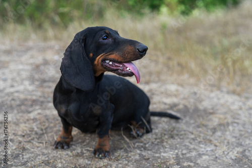cute portrait of a dog (puppy) breed dachshund black tan with tongue in the autumn park
