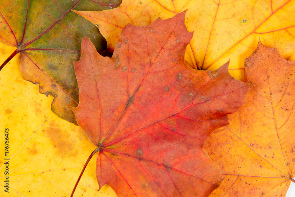 Autumn maple leaves on a white background Autumn maple leaves on a white background