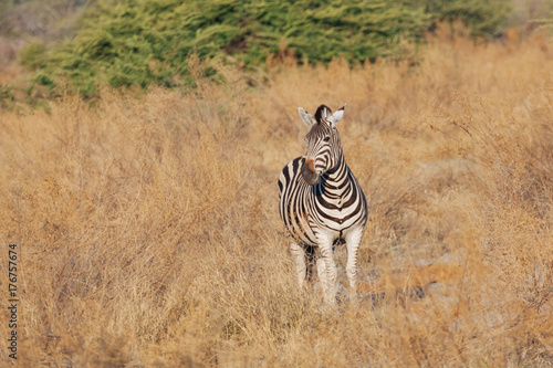 Zebra © M. Mendelson
