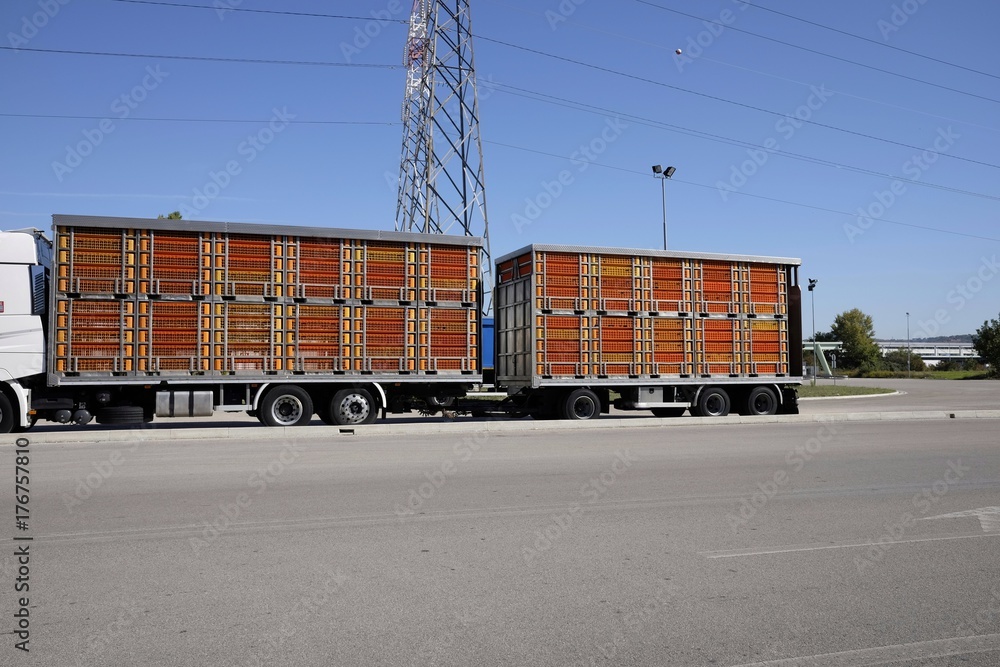 Naklejka premium live animal transport trucks