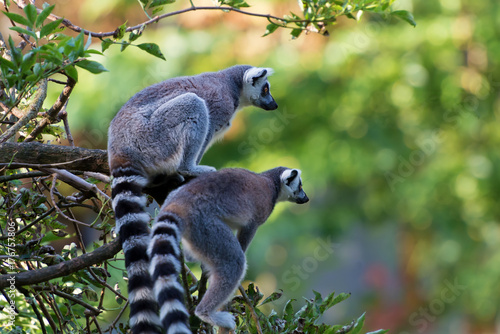 Lemur maki catta of Madagascaer sitted on a tree's branch