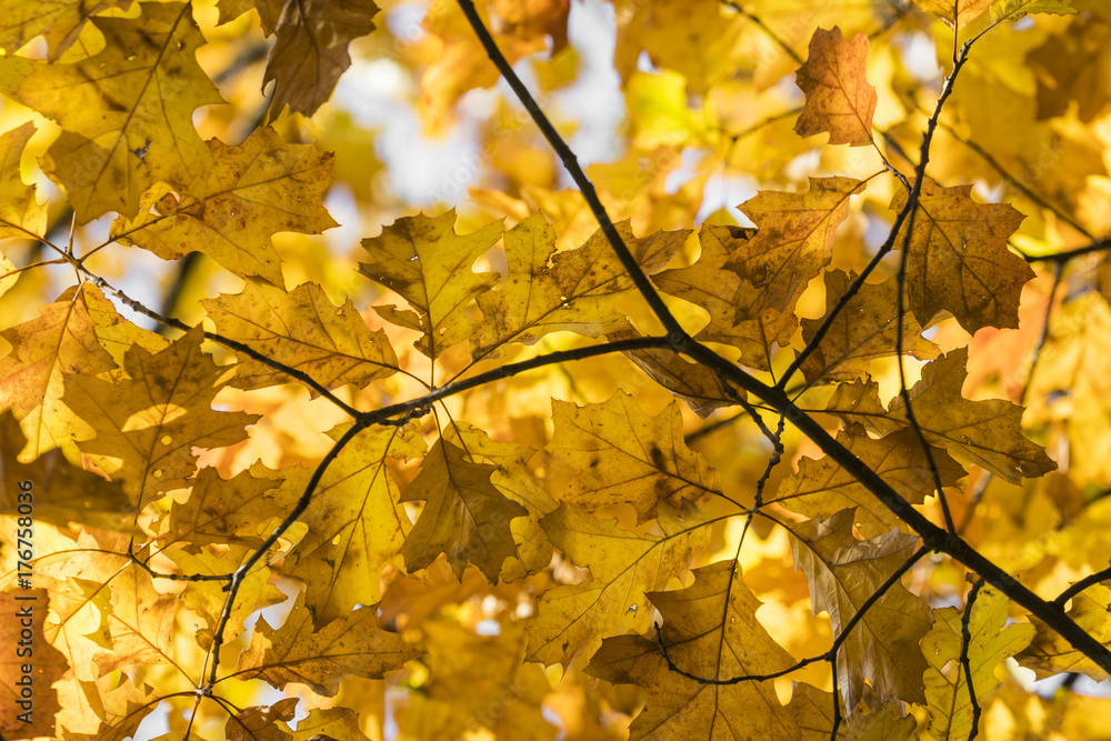 Obraz premium Autumn. Fall scene. Beauty nature scene trees and leaves. Nature background. Selective focus.