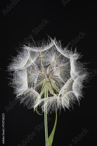 Fototapeta Naklejka Na Ścianę i Meble -  semi di tragopogon