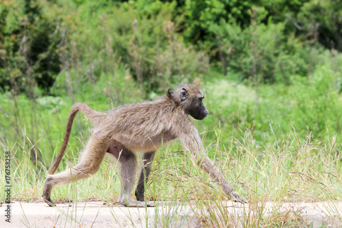 Monkey looking for food. Kruger National park, South Africa.