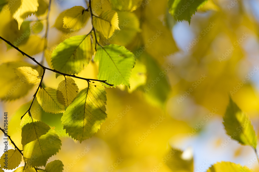 Autumn. Fall scene. Beauty nature scene trees and leaves. Nature background. Selective focus. Autumn. Fall scene. Beauty nature scene trees and leaves. Nature background. Selective focus.