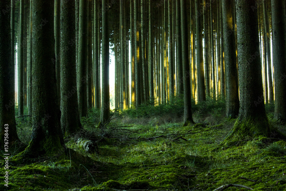 Fototapeta premium Waldblick