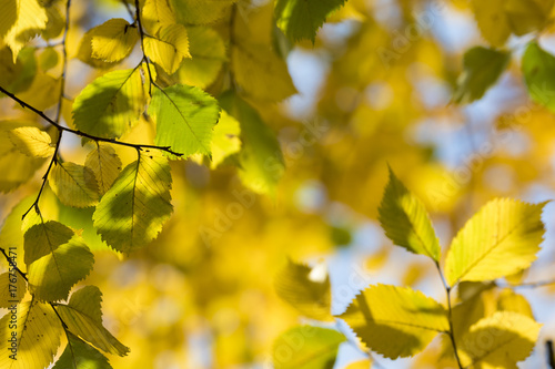 Autumn. Fall scene. Beauty nature scene trees and leaves. Nature background. Selective focus.