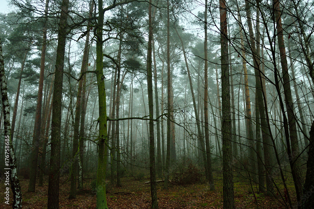Zamglony jesienny las w ponury poranek. - obrazy, fototapety, plakaty 