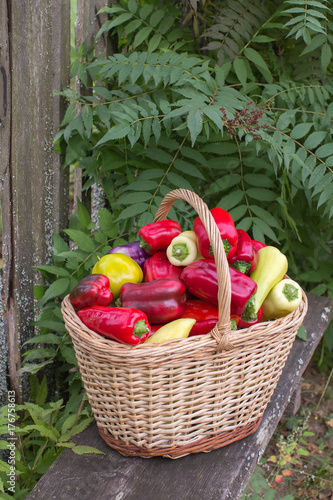 basket with peppers is placed on a bench photo