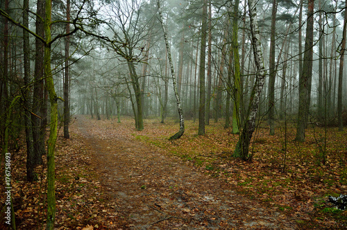 Zamglony jesienny las w ponury poranek.