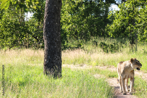 Lioness © @AleksaS