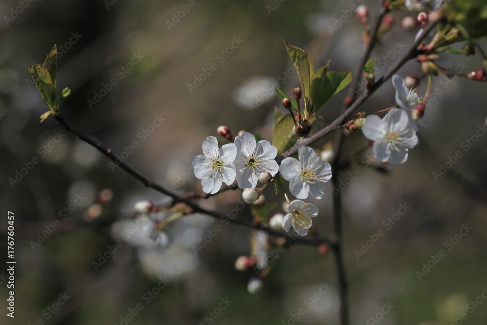 branch of apple tree with blossoming flowers close-up. branch of apple tree with blossoming flowers close-up.