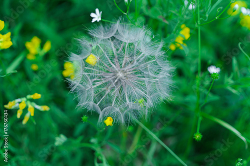 Fluffy seeds of a faded dandelion on the field.