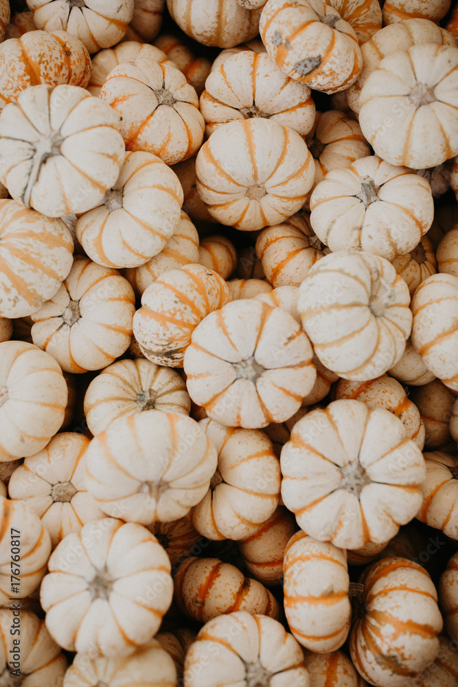 Fairytale Pumpkin Fairytale Pumpkin