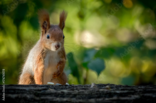 Squirrel animal in natural environment © tzuky333