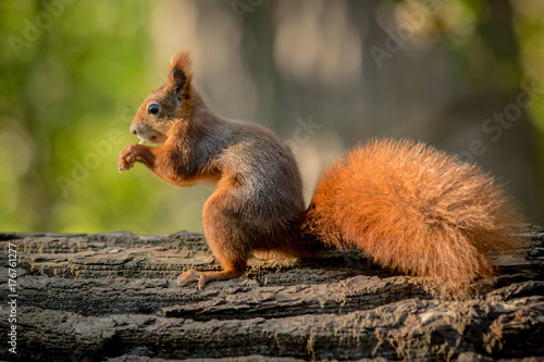 Squirrel animal in natural environment © tzuky333