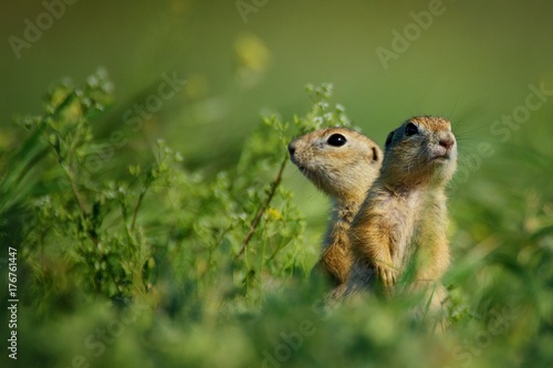 Two ground squirrel standing waist-deep in the grass on a beautiful background