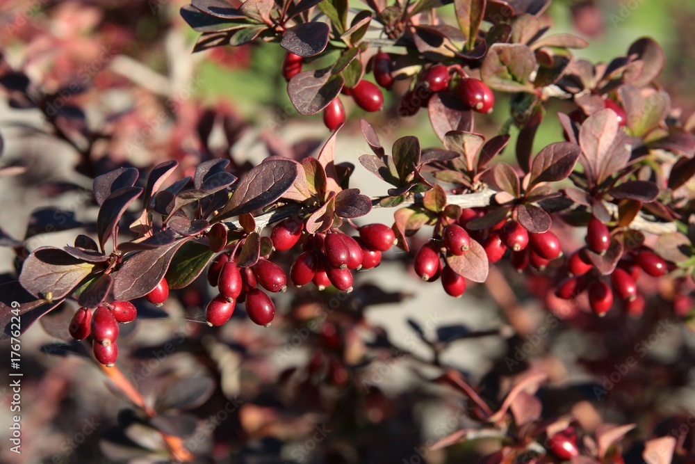 red fruits of burberry bush Stock Photo | Adobe Stock
