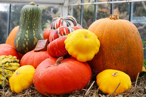 Selection of pumpkins and gourds for halloween photo