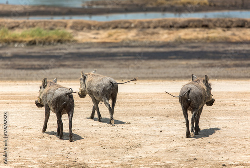 Safari in Botswana
