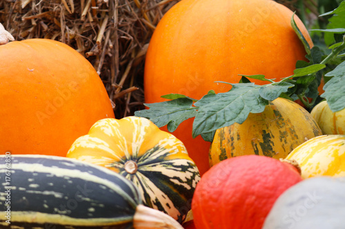 Close up of pumpkins and gourds ready for halloween photo