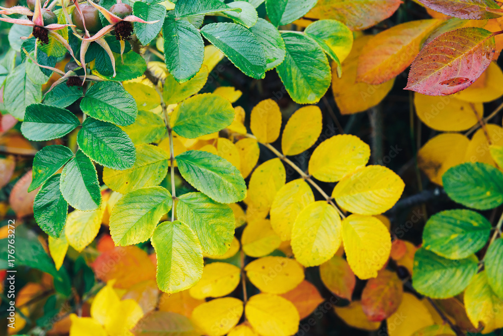Autumn leaves colorful background in the Park Autumn leaves colorful background in the Park