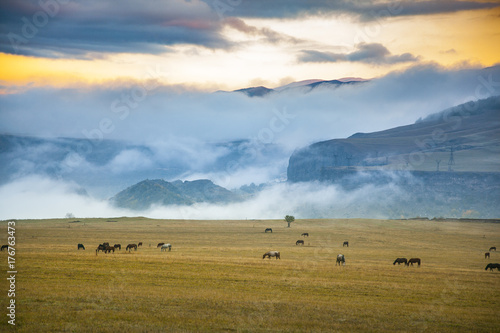 Mountain landscape with grazing horses © ARAMYAN