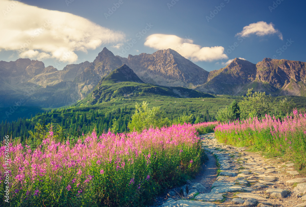 Fototapeta premium Tatry, krajobraz Polski, kolorowe kwiaty w Dolinie Gąsienicowej (Hala Gąsienicowa), letni szlak turystyczny