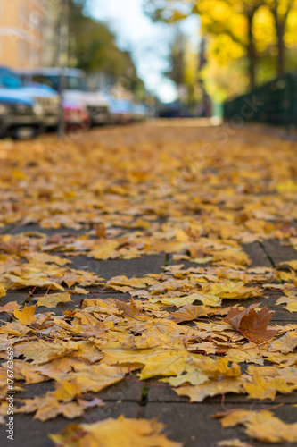 Autumn leaves on the pavement in a street