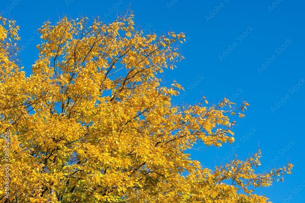 Beautiful yellow autumn leaves on a tree