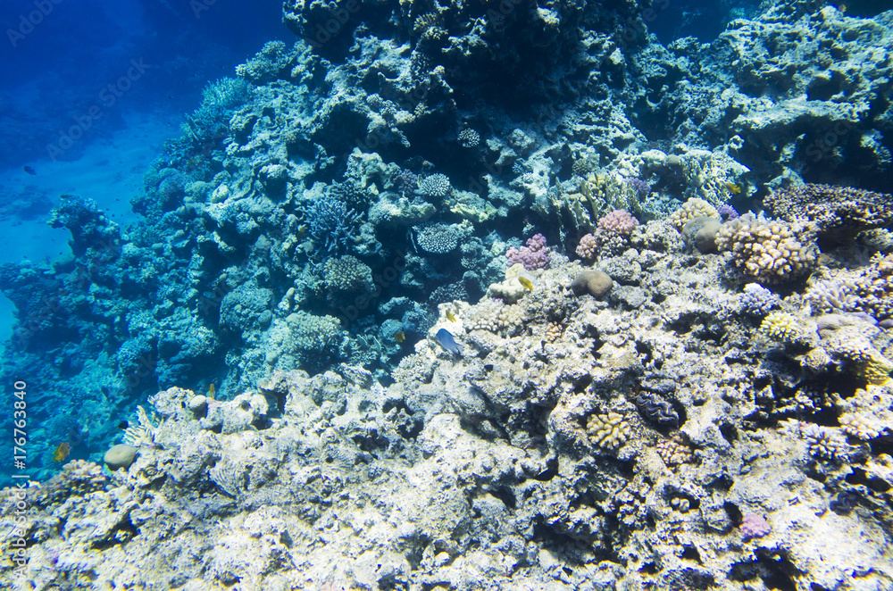 Coral reef on the edge of the depth Coral reef on the edge of the depth