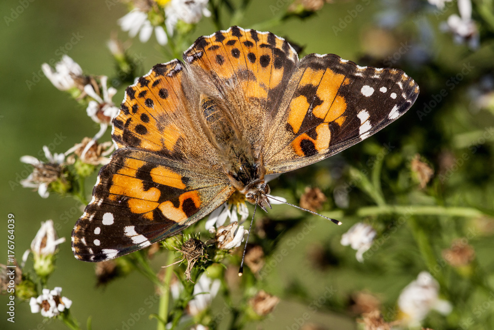 Red Admiral Butterfly family nymphaldae Red Admiral Butterfly family nymphaldae