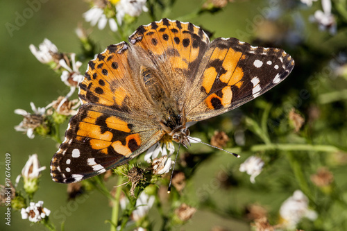 Red Admiral Butterfly family nymphaldae