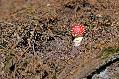 Junger Fliegenpilz (Amanita muscaria) im Nadelwald