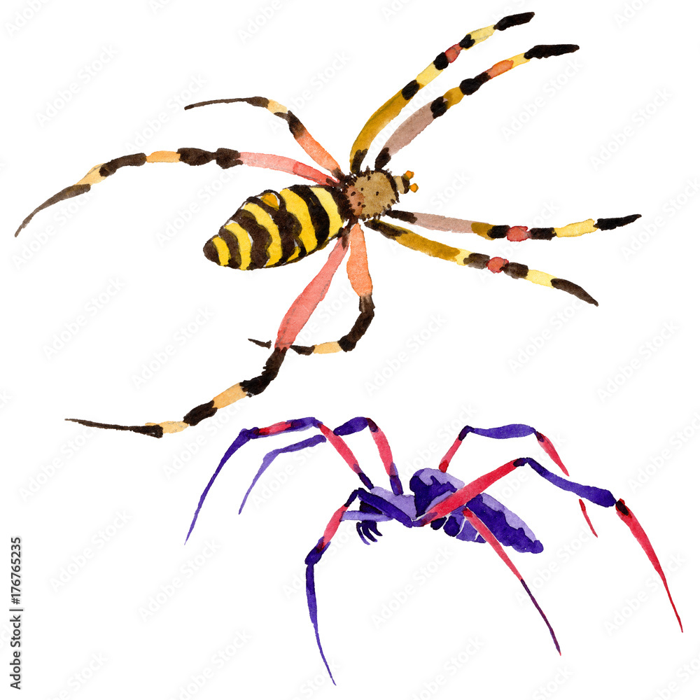 Exotic spider wild insect in a watercolor style isolated. Full name of ...