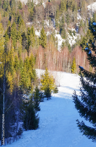 Fir-trees on the snow-covered mountains, Carpathians, Ukraine photo