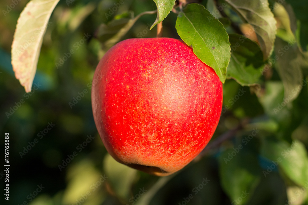 Red ripe juicy apple on the apple tree, new harvest Red ripe juicy apple on the apple tree, new harvest