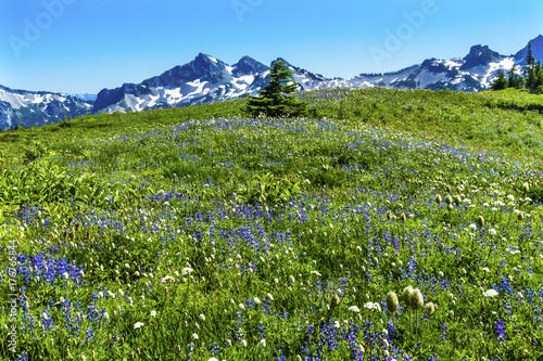 Wildflowers Tatoosh Range Paradise Mount Rainier National Park Washington