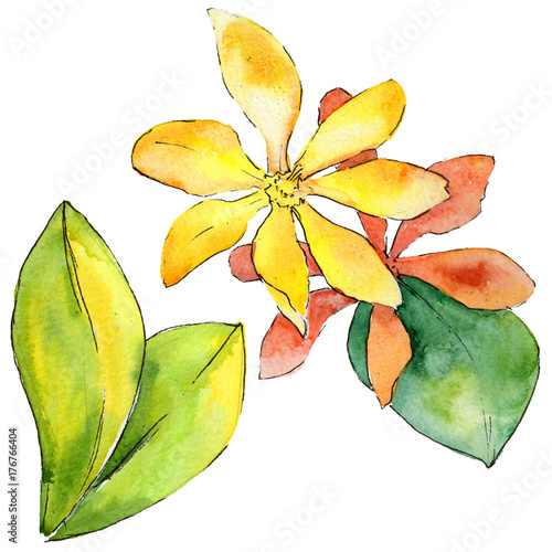 Wildflower gardenia flower in a watercolor style isolated. Full name of the plant  yellow gardenia. Aquarelle wild flower for background  texture  wrapper pattern  frame or border.