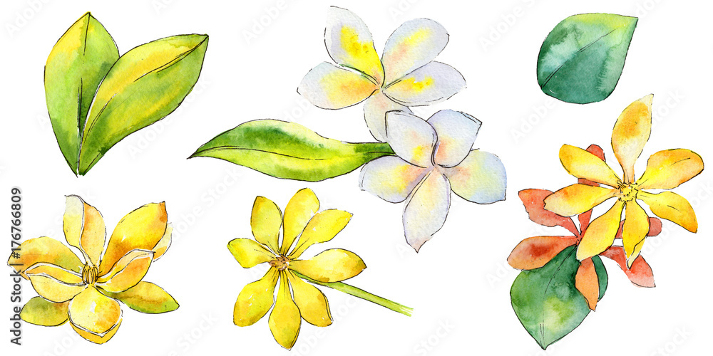 Wildflower gardenia flower in a watercolor style isolated. Full name of the plant: yellow gardenia. Aquarelle wild flower for background, texture, wrapper pattern, frame or border. Wildflower gardenia flower in a watercolor style isolated. Full name of the plant: yellow gardenia. Aquarelle wild flower for background, texture, wrapper pattern, frame or border.