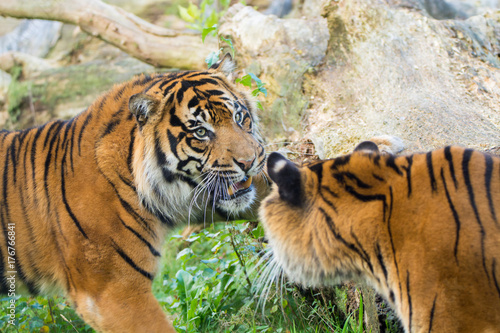 Fototapeta Naklejka Na Ścianę i Meble -  Tiger (Panthera tigris) is the largest cat species, most recognizable for their pattern of dark vertical stripes on reddish-orange fur with a lighter underside.