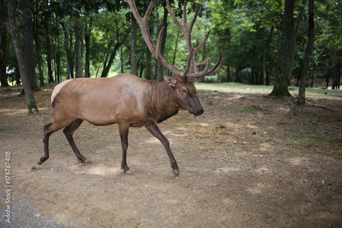 Elk Bull 