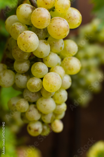 White wine grapes riesling, ready to harvest and making wine