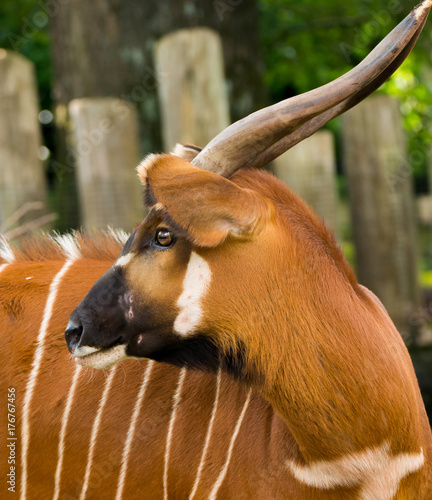 Beautiful animal - big eastern bongo antelope, extremely rare animal leaving only in Kenya. photo