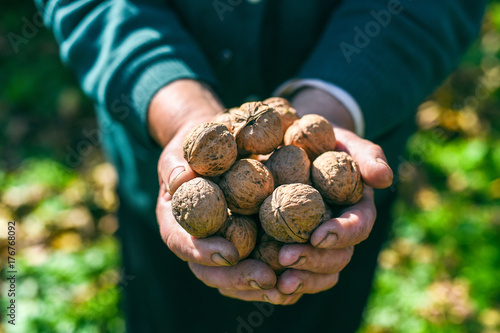 A handful of walnuts in the hands of an old woman, concept, Ukraine