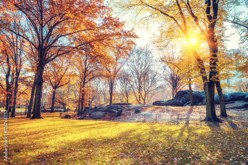 Central park in New York City at autumn morning  USA