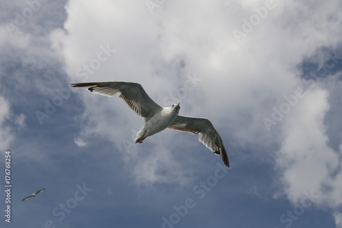 Seagull is Flying