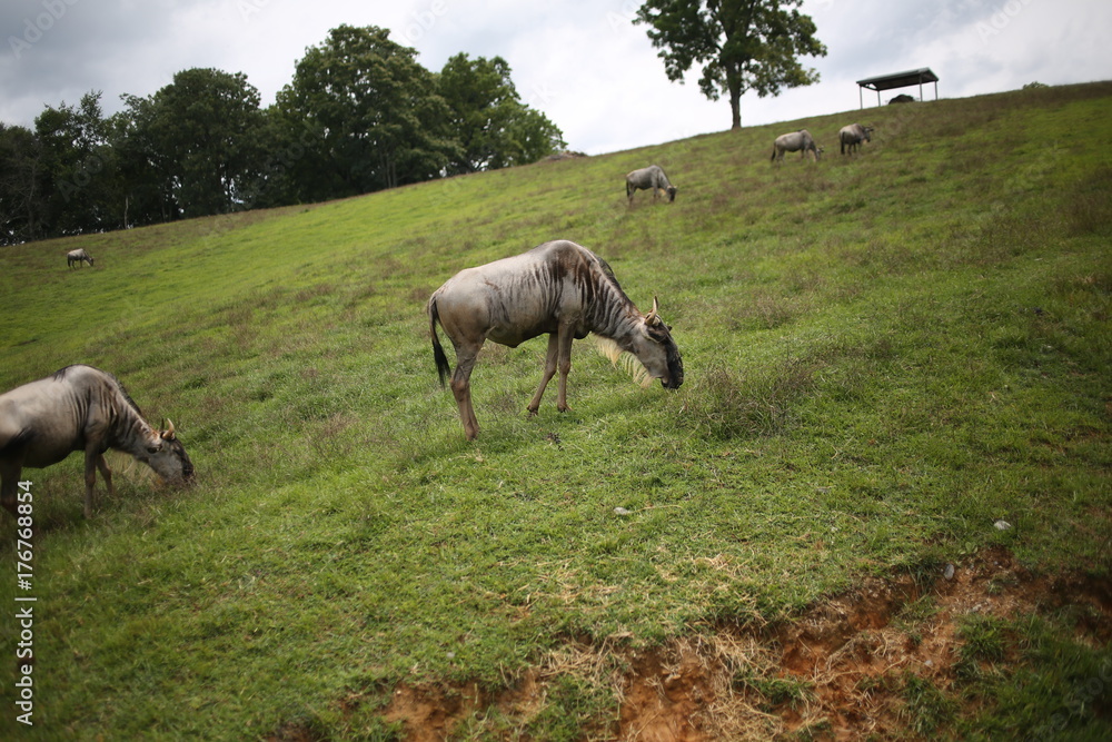 Wildebeest Grazing in a Field of Grass Surrounded by Trees